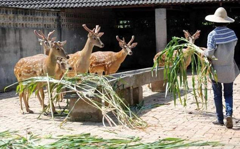 申论热点：禁食野生动物要避免误伤养殖业